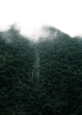 Misty Forest