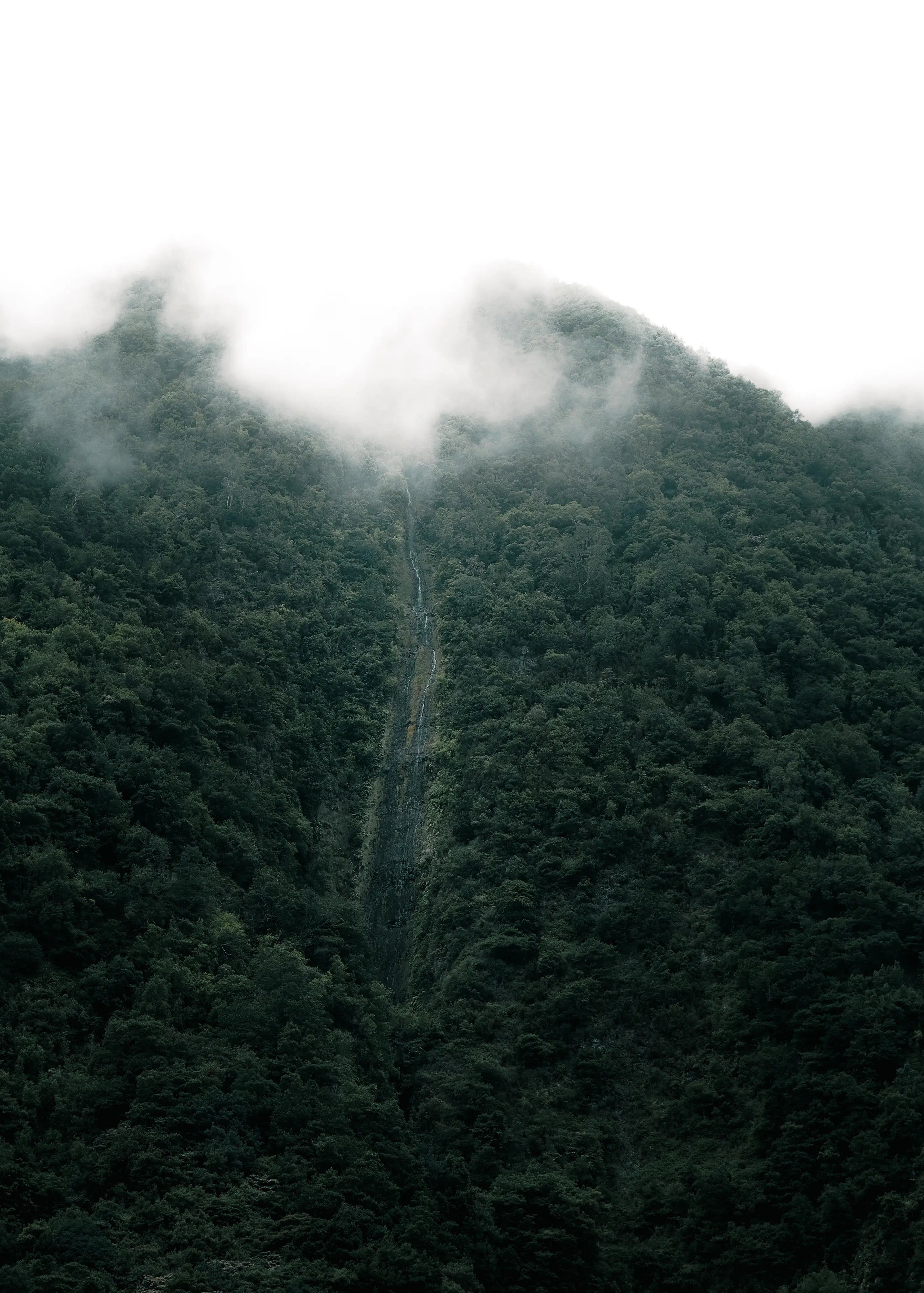 Misty Forest