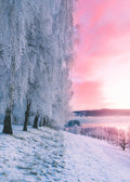 Winter Frost