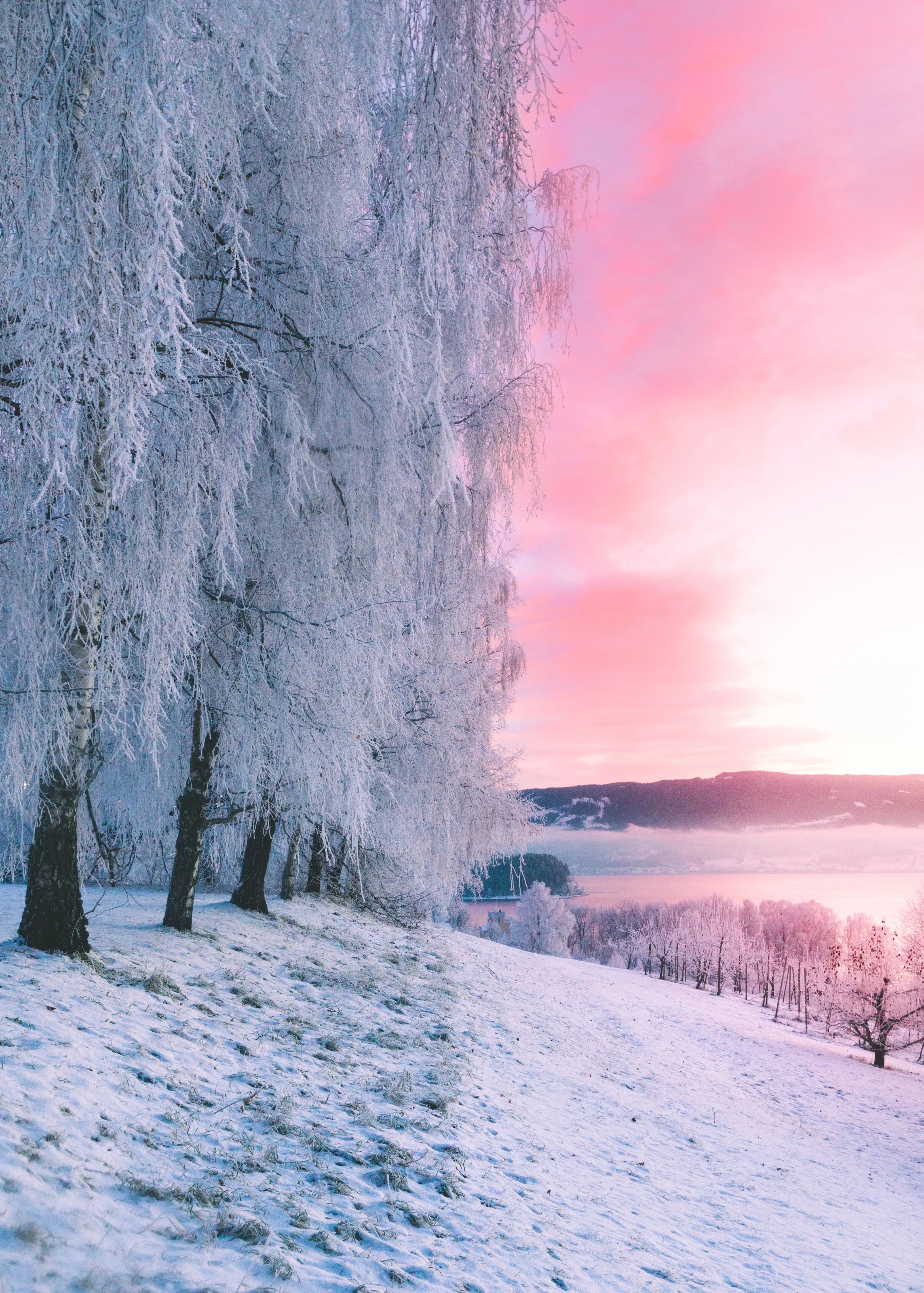 Winter Frost